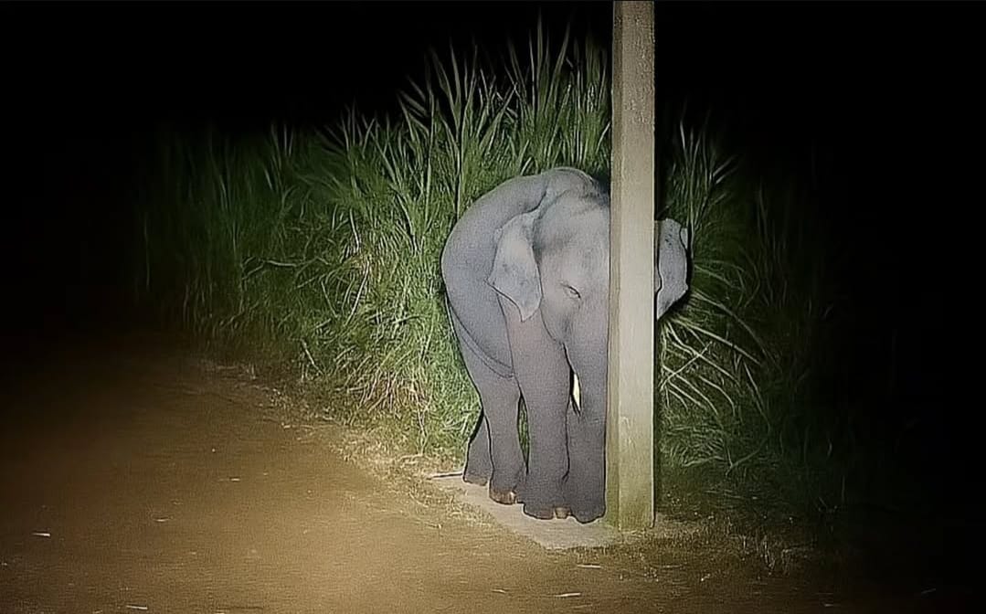 Bayi Gajah di Thailand Ketahuan Makan Tebu, Aksinya Sembunyi di Balik Tiang Bikin Gemas